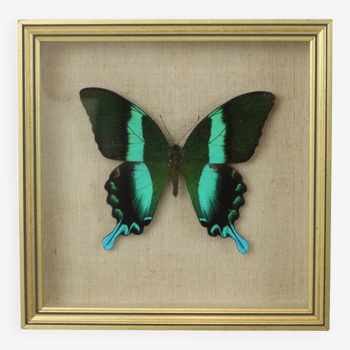 Papillon tropical coloré encadré Cadre doré Taxidermie indonésienne 19x19cm