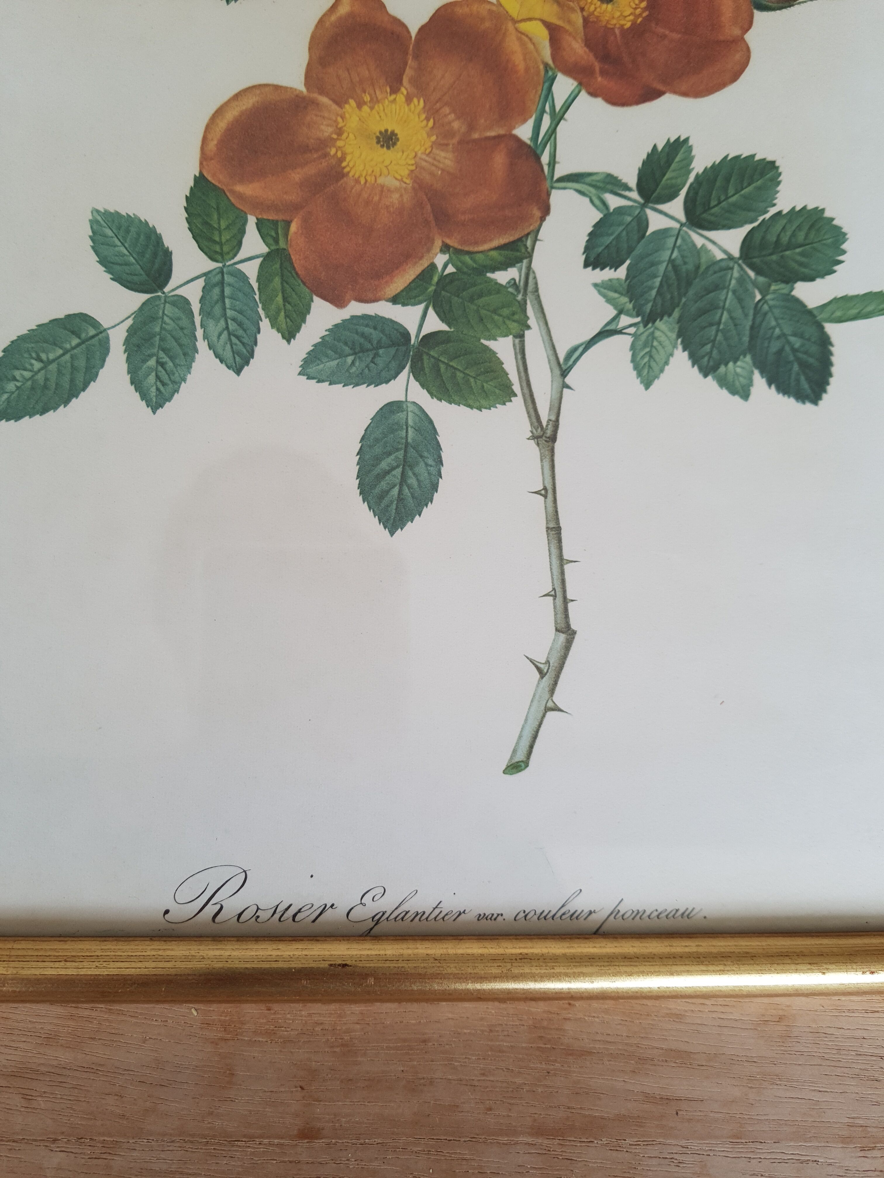 vintage botanical illustration roses eglantier