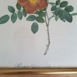 vintage botanical illustration roses eglantier