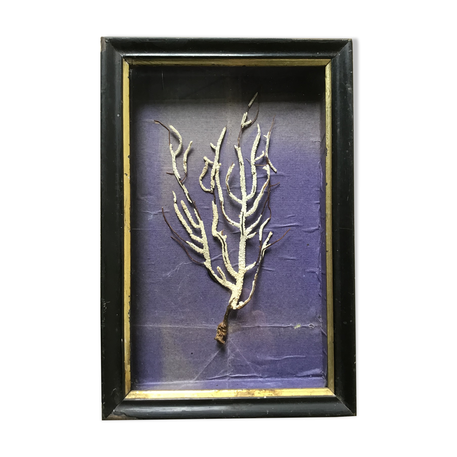 Cadre cabinet de curiosités