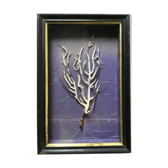 Cabinet of curiosities frame