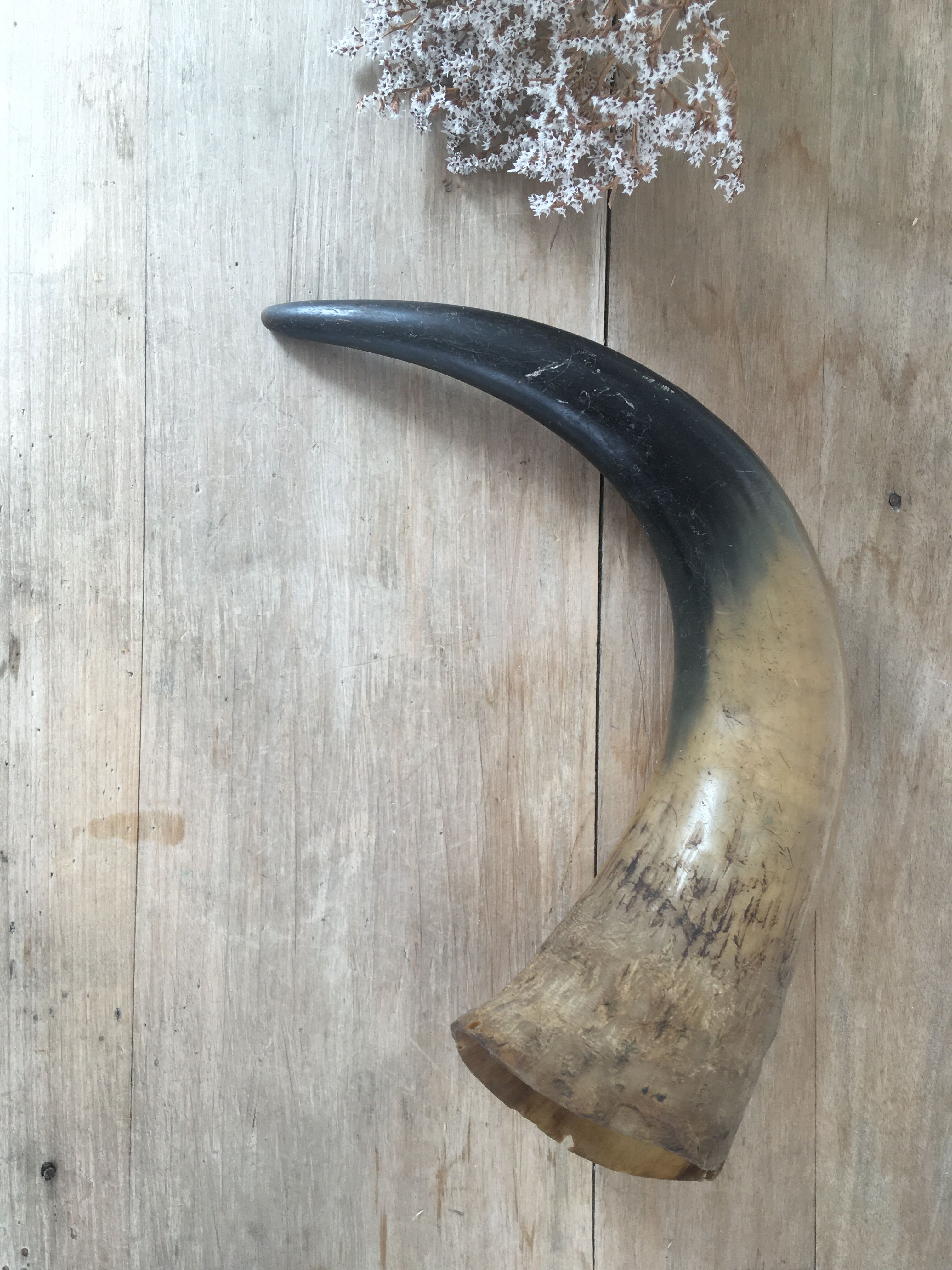 Ancient horn
