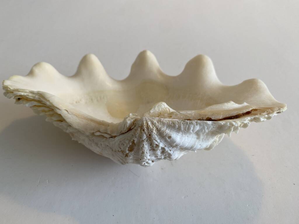 Holy water clam shell - 20x12x4cm - natural - 550g