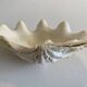 Holy water clam shell - 20x12x4cm - natural - 550g