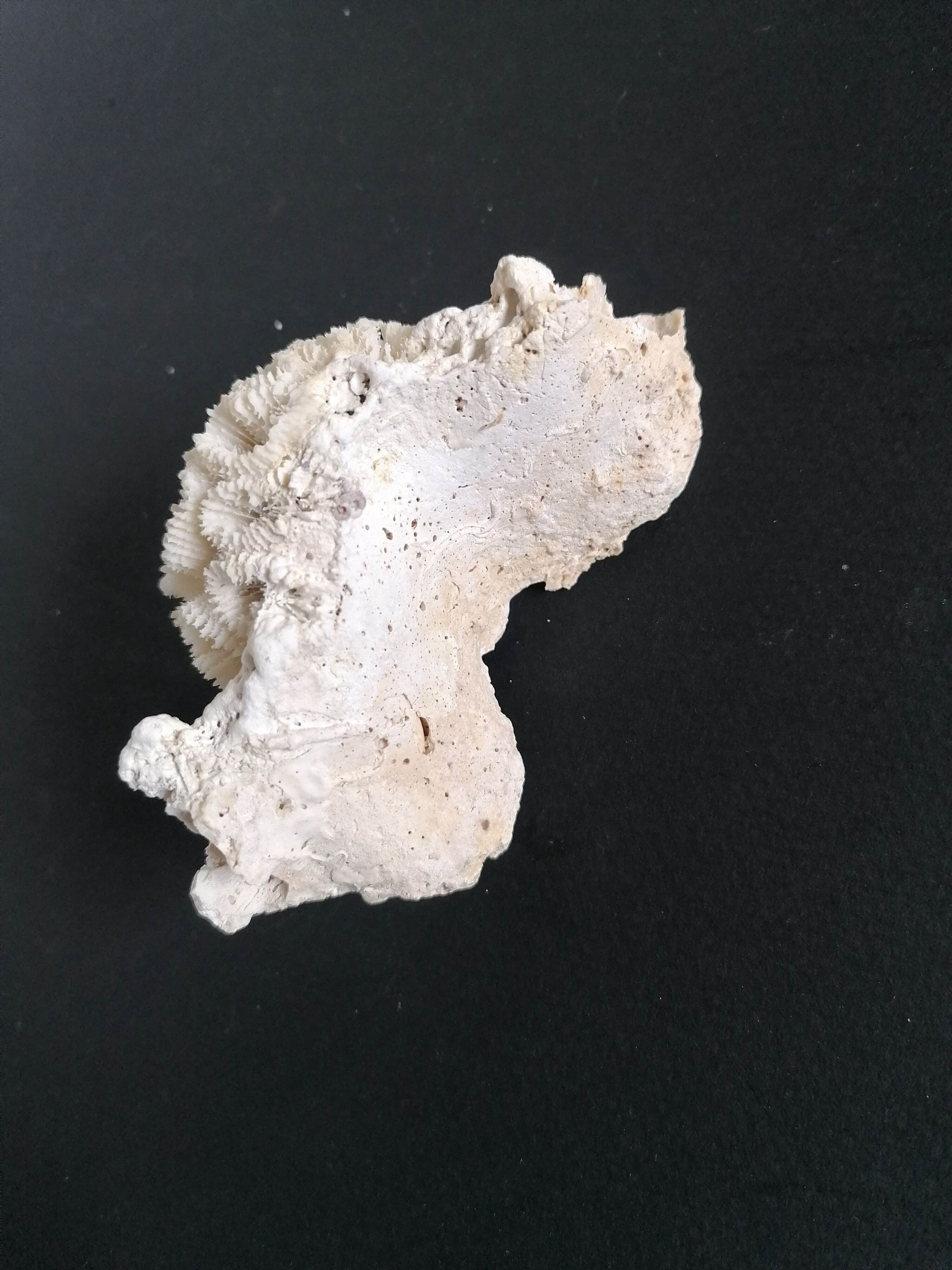 Authentic coral 10x6 cm