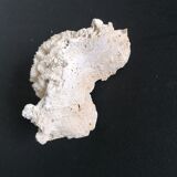 Authentic coral 10x6 cm