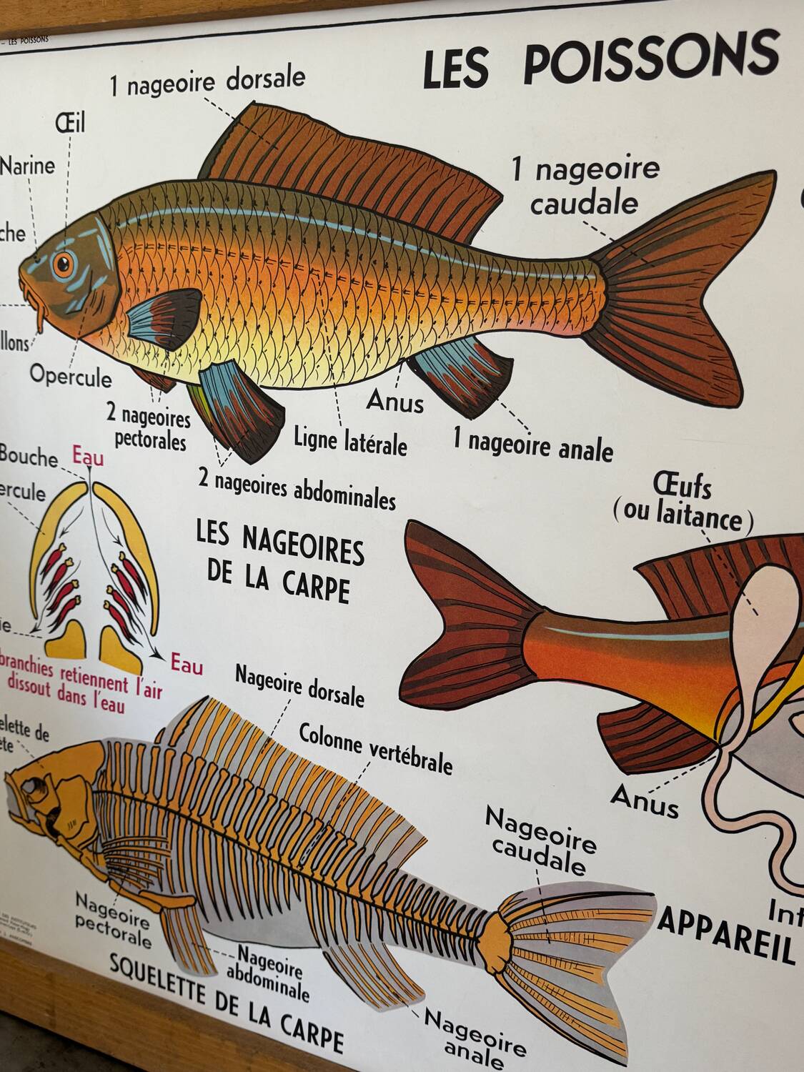 Vintage double-sided school poster “THE BEE / THE FISH”