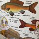 Vintage double-sided school poster “THE BEE / THE FISH”