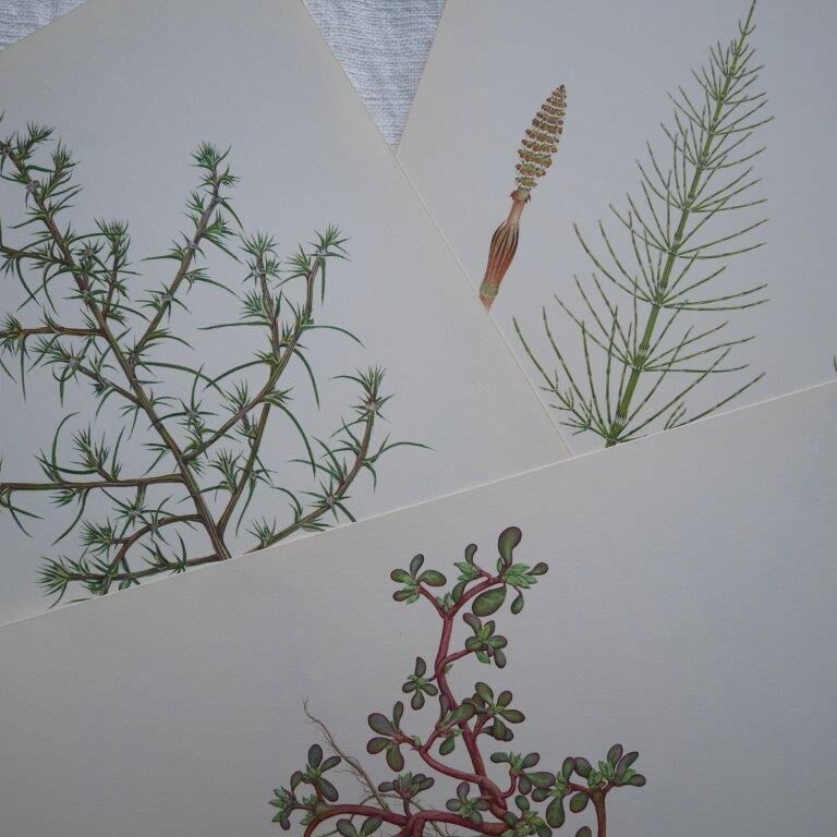 Set of 3 botanical plates Geigy, horsetail, soda and purslane