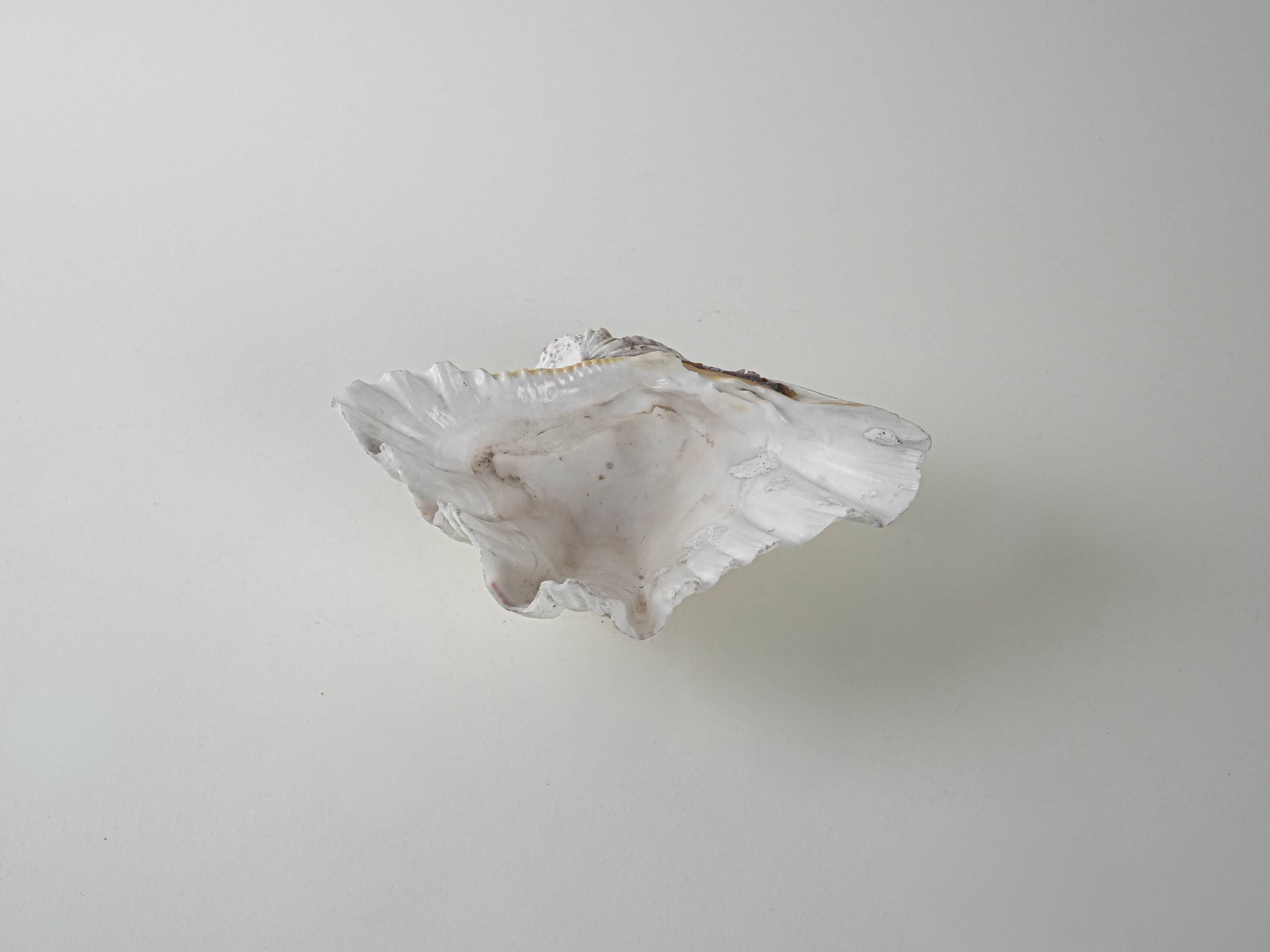 Decorative Triton seashell, boho style, 1980s