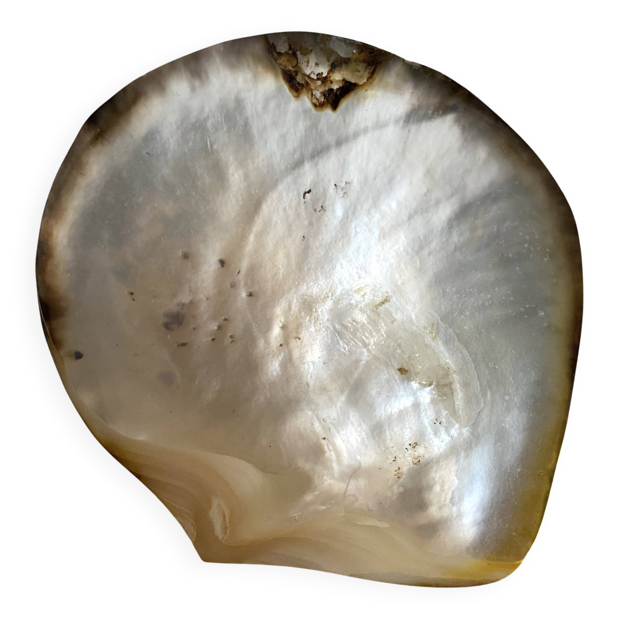 Oyster pearl catchall