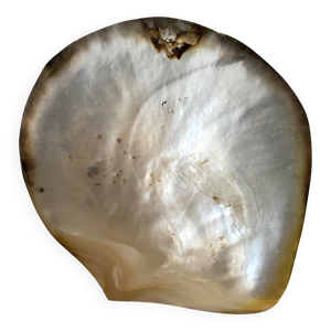 vide poche huître perlière