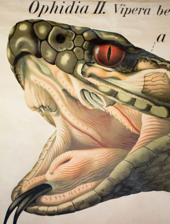 Poster of the 20th century Paul Pfurtscheller Zoological "Viper"