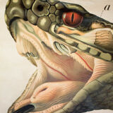 Poster of the 20th century Paul Pfurtscheller Zoological "Viper"