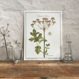 Botanical plank the Grande Berce