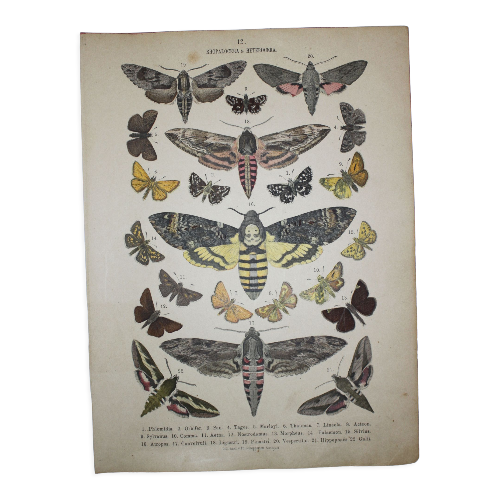 Phlomidis butterflies and skull, illustration of 1887, antique print, lepidoptere plate