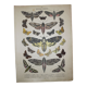 Phlomidis butterflies and skull, illustration of 1887, antique print, lepidoptere plate