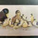Set of 2 decorative duck wall posters ideal for children's rooms