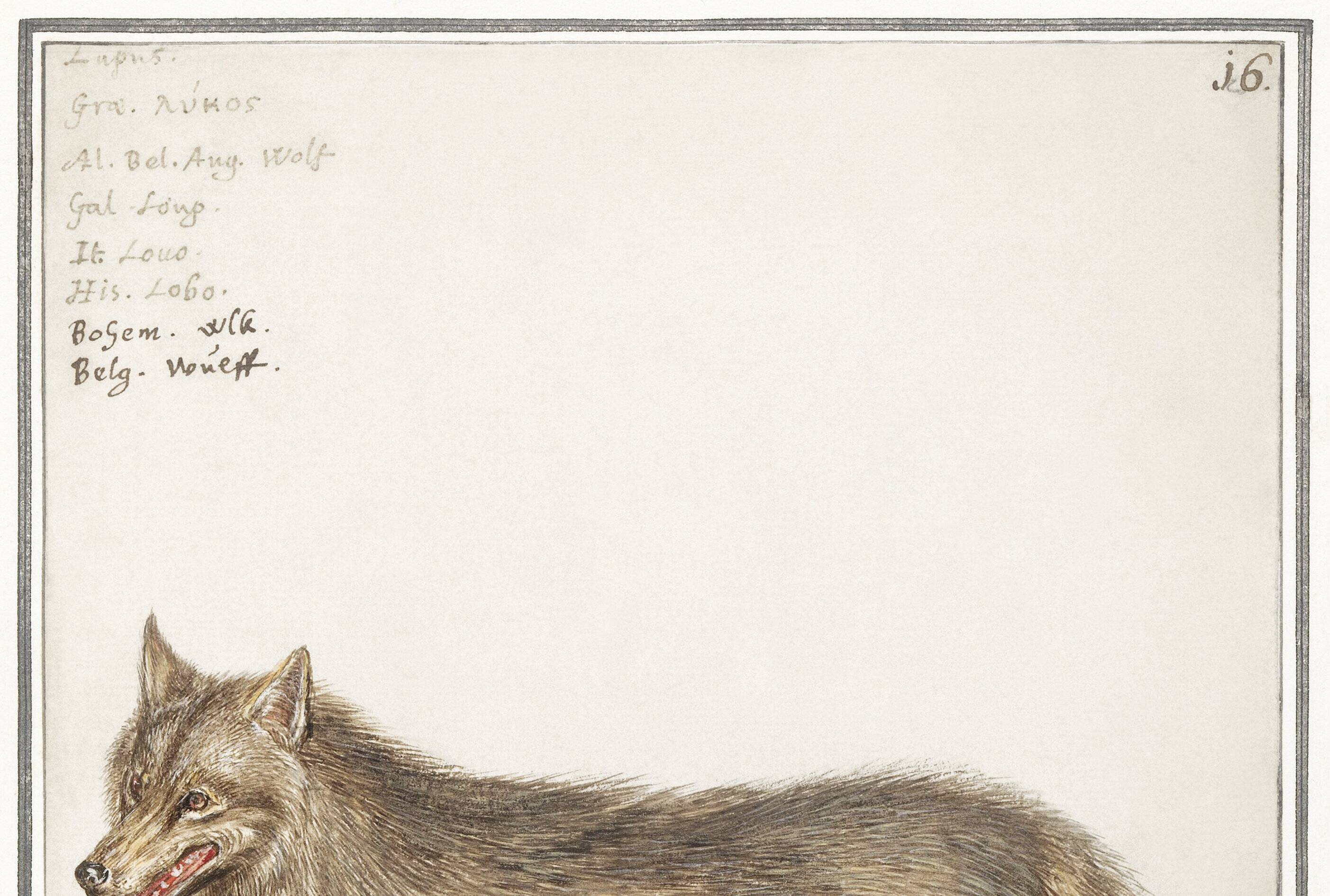 Small poster about the wolf, after an old engraving from 1610