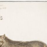 Small poster about the wolf, after an old engraving from 1610