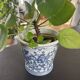White and blue China planter, height 11.5 cm