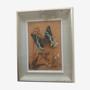 Frame of 3 naturalized butterflies