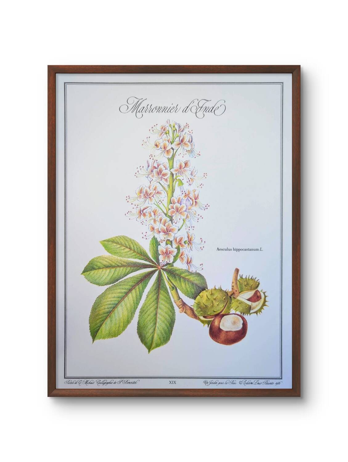 Printed in 1986, the Horse Chestnut. Vintage Botany.