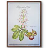 Printed in 1986, the Horse Chestnut. Vintage Botany.