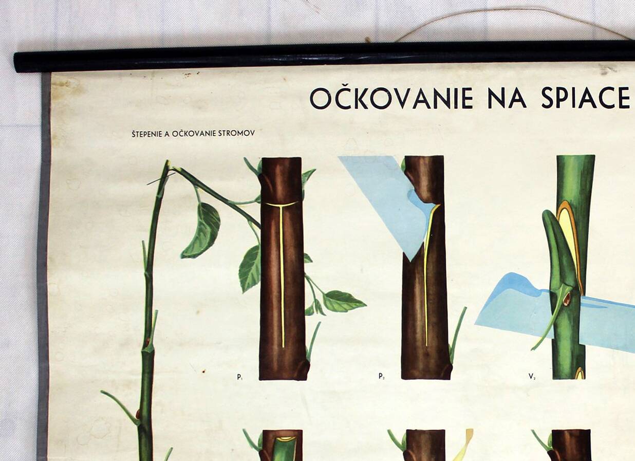 Vintage School Botanical Posters, 1950s, Set of 3