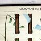 Vintage School Botanical Posters, 1950s, Set of 3