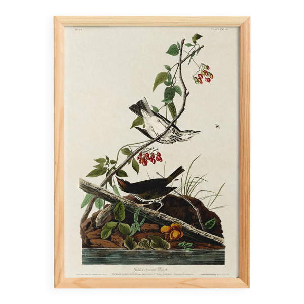Affiche sur la Grive à collier doré, d’après une gravure ancienne de 1827.