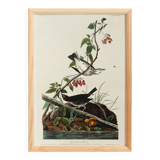 Poster of the Golden-collared Thrush, after an old engraving from 1827.