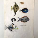 Fish Illustration