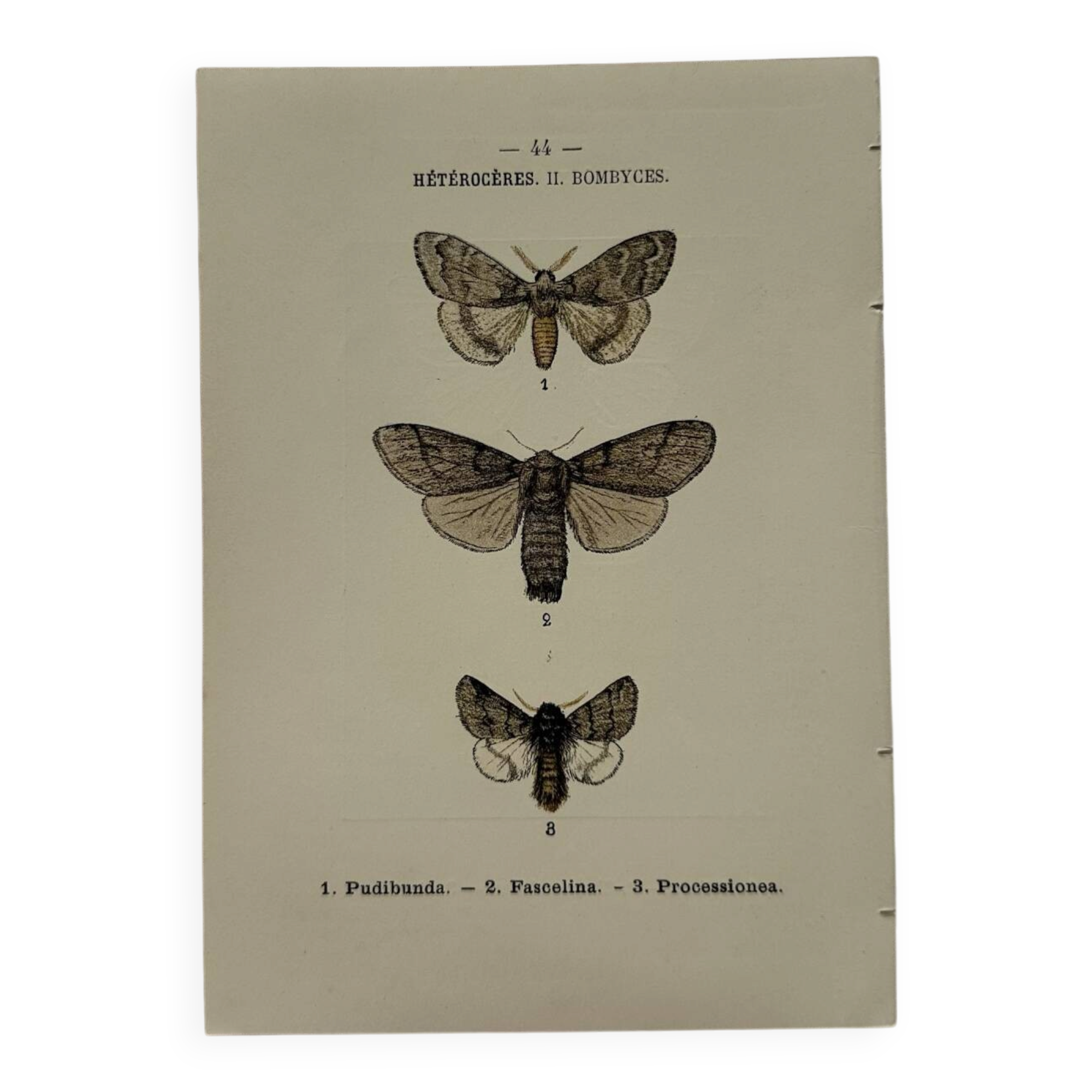 Botanical Plate 1800 Old naturalist engraving 19th century double-sided