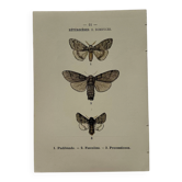 Botanical Plate 1800 Old naturalist engraving 19th century double-sided