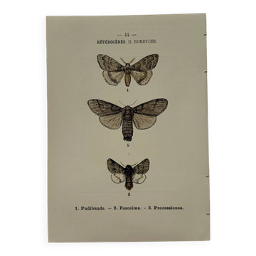 Botanical Plate 1800 Old naturalist engraving 19th century double-sided