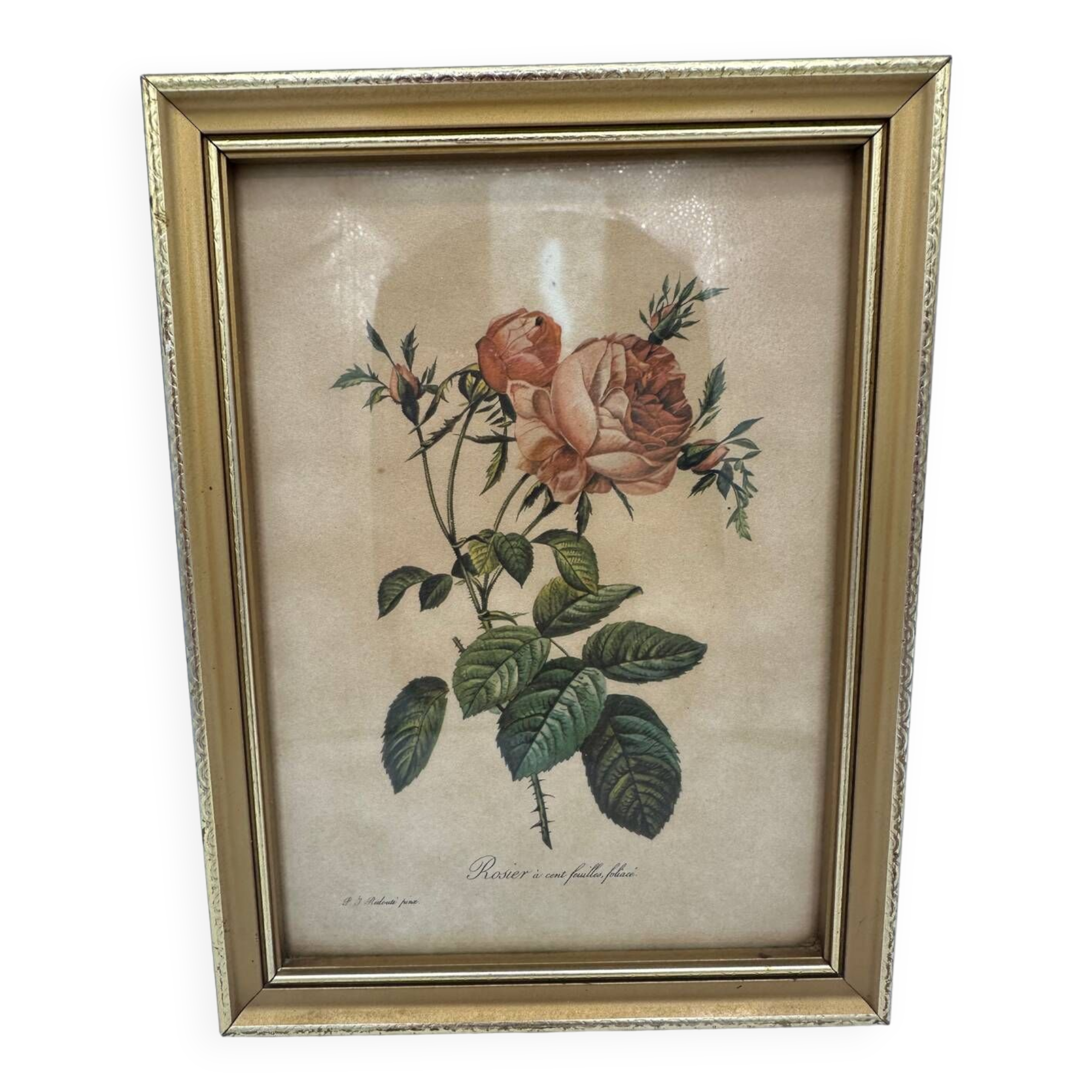 Lithograph PJ Redouté