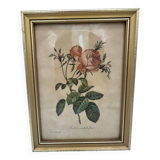 Lithograph PJ Redouté