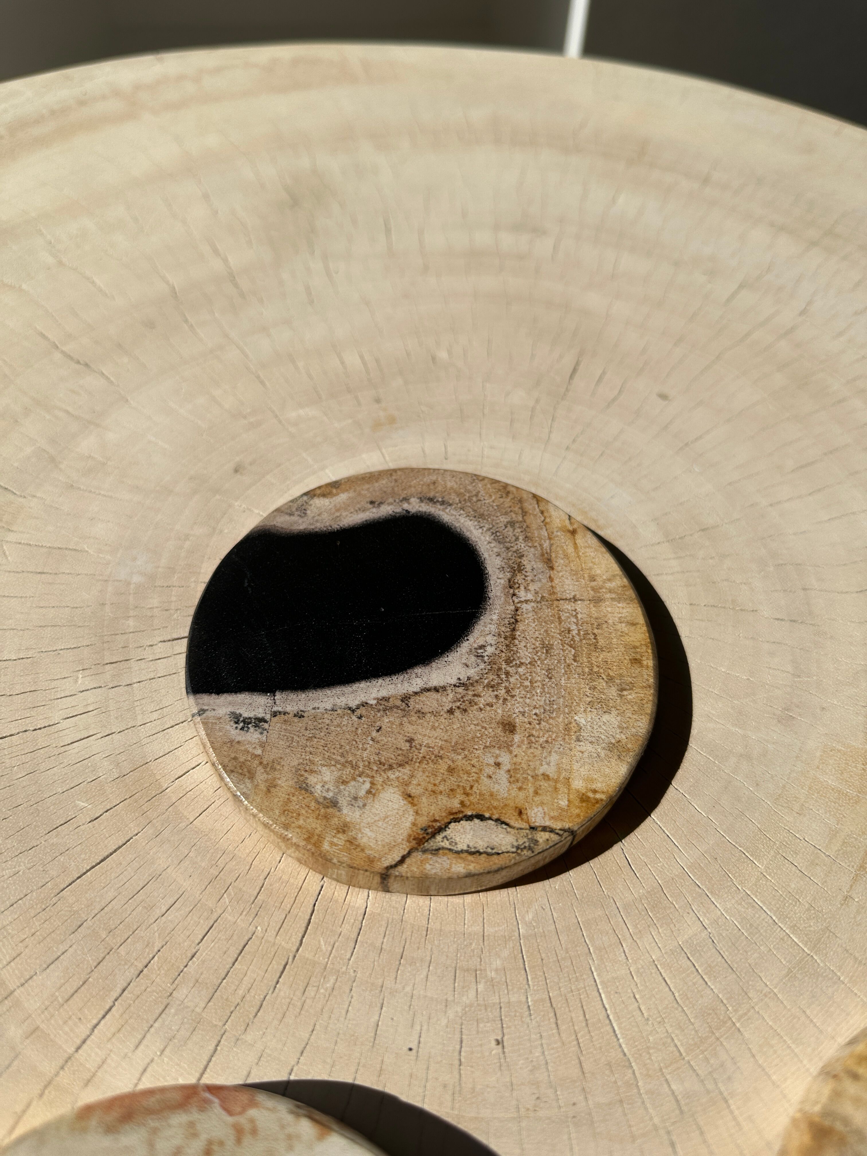 Set of 3 fossilized wooden coasters (clear)