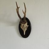 Old deer trophy
