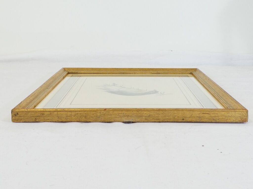 Lithographie Oiseau Rossignol du Japon cadre doré Déco loft