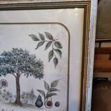 Tableau botanique L'Avocatier