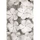 "Flowers" Murano chandelier