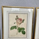 2 lithographies encadrées Rosiers P.J. Redouté