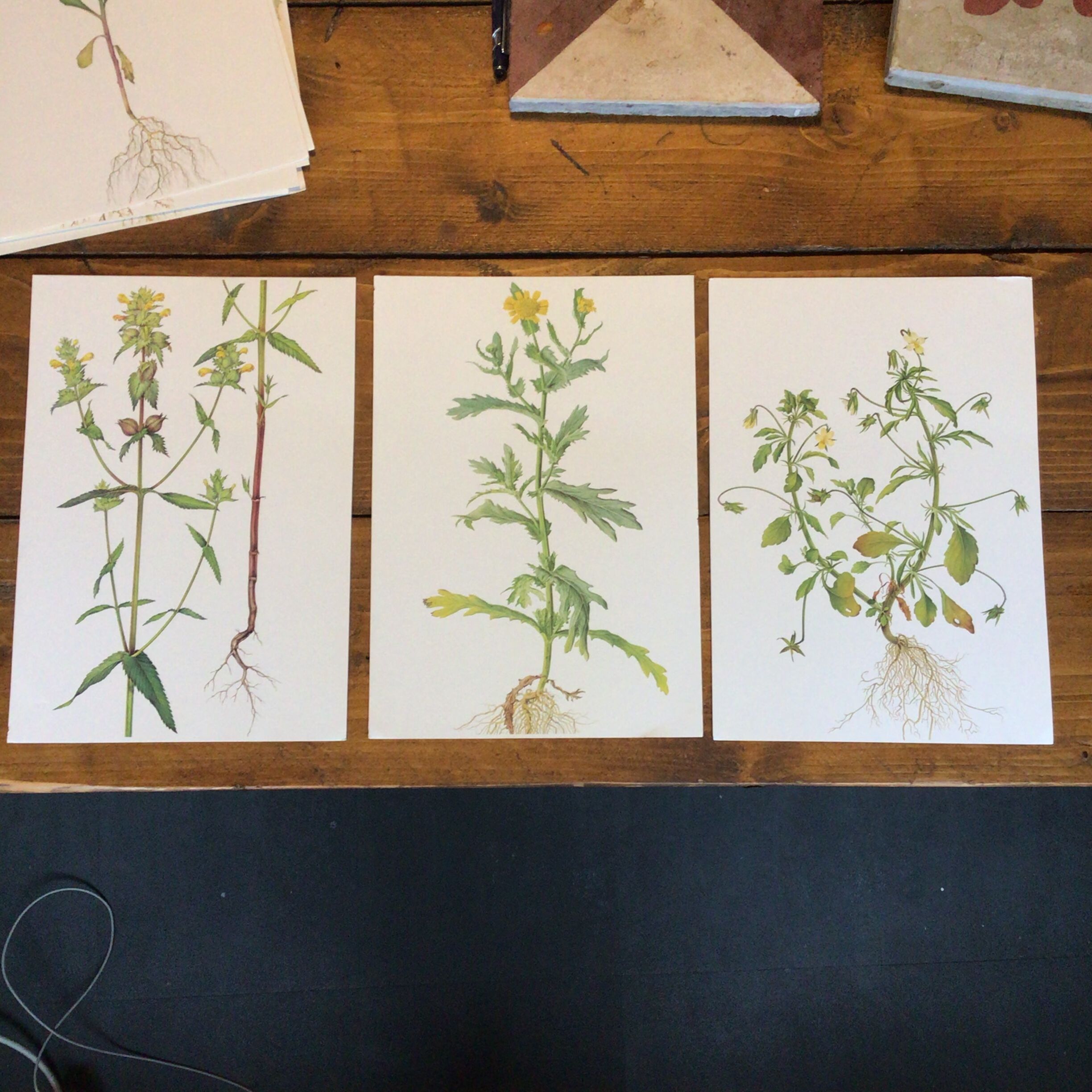 3 botanical plates