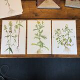 3 botanical plates