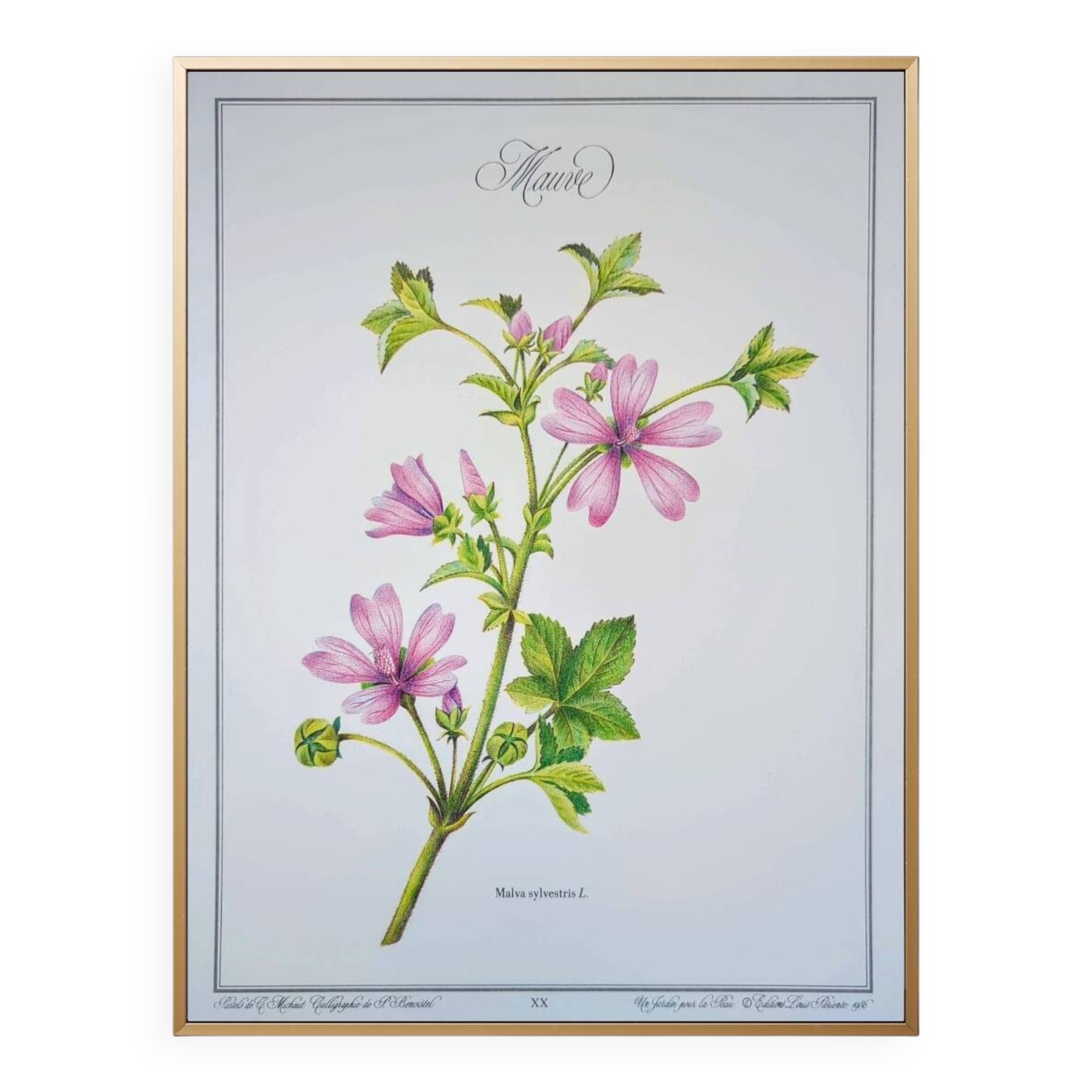 Printed in 1986, the Mauve. Vintage Botany.