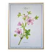 Printed in 1986, the Mauve. Vintage Botany.