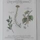 Botanical engraving -Herbal tea for lazy times- Illustration of medicinal plants and herbs