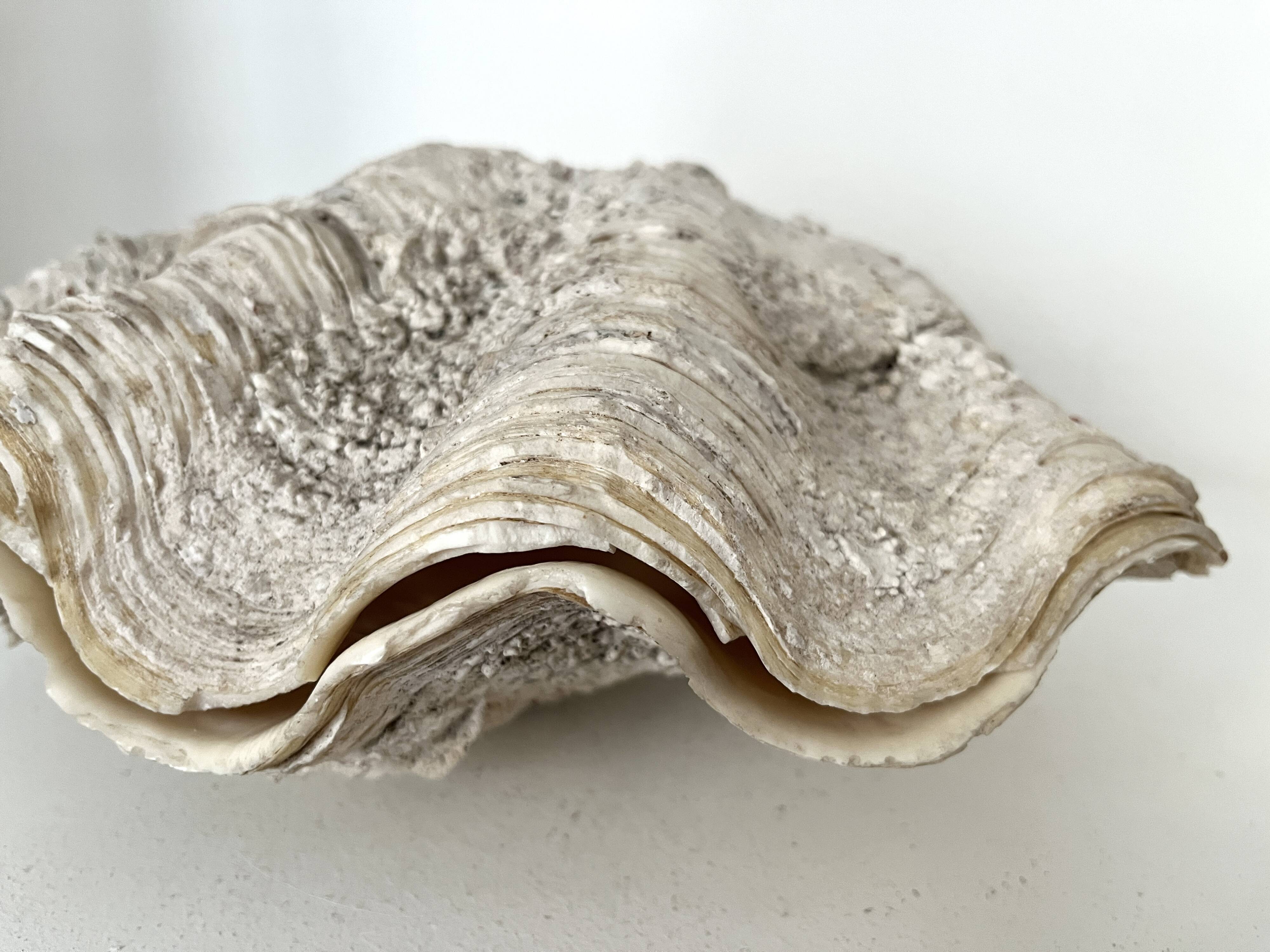 Authentic vintage giant bivalve shell, tridacna gigas shell.